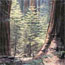  View of sunlight shining between two sequoia trees.