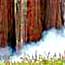 Smoke from a small prescribed burn at the base of sequoia trunks.