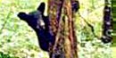 Black bear on tree trunk.