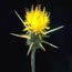 Yellow Star Thistle Yellow Star Thistle