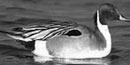 Duck at Tule Lake Refuge
