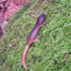 Ensatina found during a herpetofauna inventory
