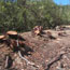 Roadside shaded fuelbreak