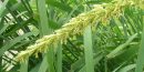 picture of Great Basin Wild Rye Grass