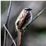Singing bird