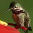 hummingbird at feeder