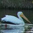 pelican swimming on pond