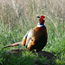 male rin-necked pheasant