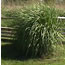 Giant wildrye Giant wildrye