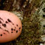 Fingertip covered with lichen particles
