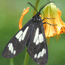 Black butterfly rests on a flower