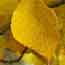 Yellow color of quaking aspen
