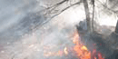 Natural fires were low intensity prior to suppression.