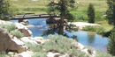 Riparian area in Tuolumne Meadows