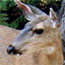 Mule deer