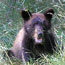 This bear wants your food.