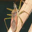Orange insect climbing