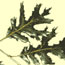 Black oak leaves