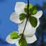dogwood