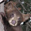 This bear wants your food.