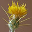 Yellow flower with spikes
