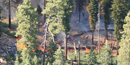 Low intensity fire in Yosemite