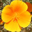 Close-up of bright orange flower