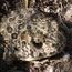 Close-up of speckled toad