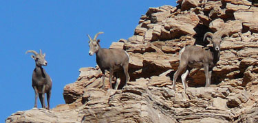 bighorn sheep on cliff