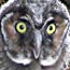 Death Valley Bird Checklist