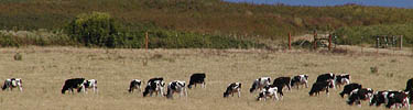 Dairy cattle