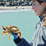 Person holding a crab at Fort Point pier