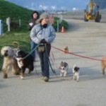 Commercial dog walker on Crissy Field Promenade