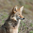 Gerbode wildlife