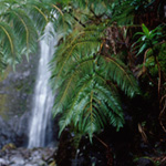 Visit the Kīpahulu Area for a taste of old Hawai`i