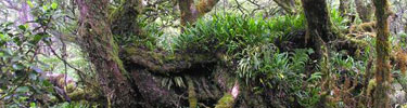 Dense ferns are common understory growth in the cloudforest.
