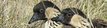 A nene pair peers out from their grassy hideaway.