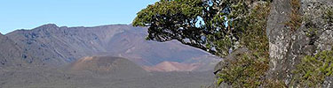 An ohia tree clings to a cliff high above the cinder cones below.