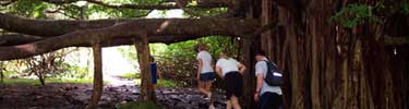 Hikers in the Kipahulu Area of the park have to duck around the aerial roots of a banyon tree.