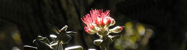 The red lehua blossom of the native ohia lehua tree.