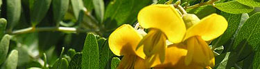 Bright yellow mamane blossoms adorn this shrubby legume.