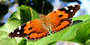 The Kamehameha Butterfly is orange and black, with white spots. The Kamehameha Butterfly is orange and black, with white spots.