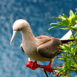 Red-footed Booby, 