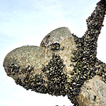 Quagga Mussels attached to boat propeller