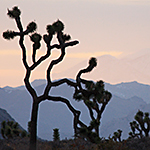 Joshua trees