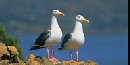 The Western Gull - a common resident of Alcatraz Island. The Western Gull - a common resident of Alcatraz Island.