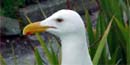 Thumbnail close-up of Western Gull's head showing a red dot located on the underside of its beak. Thumbnail close-up of Western Gull's head showing a red dot located on the underside of its beak.