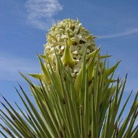 Blooming Joshua Tree Blooming Joshua Tree