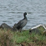 Hawaiian Coot