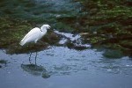 Egret Egret